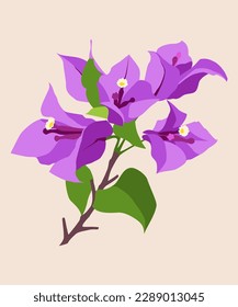 Bougainvillea Flower vector, Bougainvillea purple, Tropical Flowers Vector svg