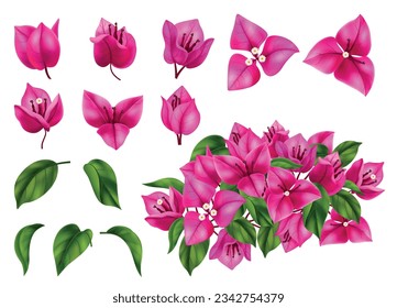 Bougainvillea flowers leaves and branches realistic set isolated at white background vector illustration svg
