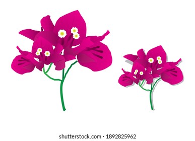 Bougainvillea flowers, purple flowers are ornamental plants that are commonly grown in houses or government offices. Because it is a tree that gives beautiful flowers svg
