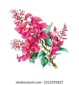 Bougainvillea flowers vector watercolor paint svg