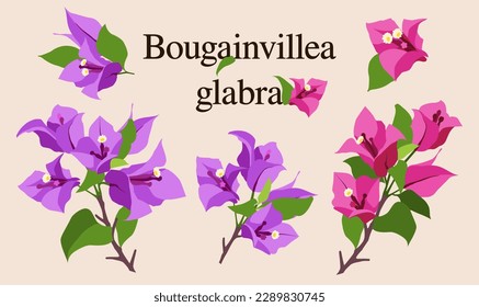 Bougainvillea Glabra Vector, Purple, Pink svg