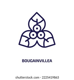 bougainvillea icon from nature collection. Thin linear bougainvillea, flower, plant outline icon isolated on white background. Line vector bougainvillea sign, symbol for web and mobile