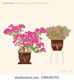 Bougainvillea and Periwinkle Line Drawing. Translation: (Title) Potted Bougainvillea and Periwinkle