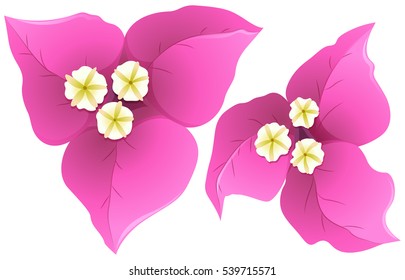 Bougainvillea in pink color illustration