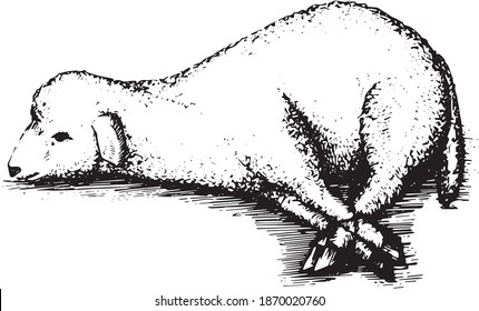 bound sacrificial lamb vector sketch image