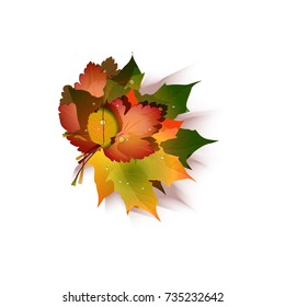 Bouquet of autumn leaves with water drops on it isolated cartoon vector illustration on white background. Thanksgiving natural colorful composition.