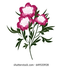 A bouquet of beautiful flowering peonies. Vector botanical illustration.