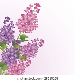 Bouquet of beautiful lilac blossoms against white background