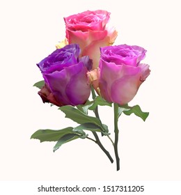 Bouquet of beautiful pink and  lilac roses isolated on white background . Photorealistic vector illustration.