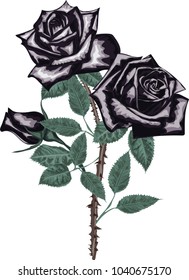 Bouquet of black roses - high quality vector art