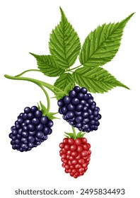 A bouquet with blackberry berry. A garden plant with green leaves and bright red and black berries. Vector illustration.