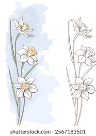 Bouquet of blooming daffodils. Daffodils in the form of a color image and a single-color outline. Isolated vector illustration.