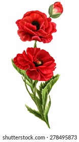 bouquet of blooming red poppies