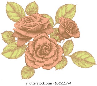 Bouquet of blooming roses, hand-drawing. Vector illustration.