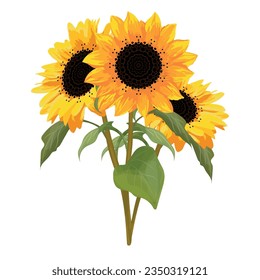 Bouquet of blooming Sunflowers. Vector flowers isolated on white background. Bright autumn sun flower for design cards, mugs, t-shirts, etc. 