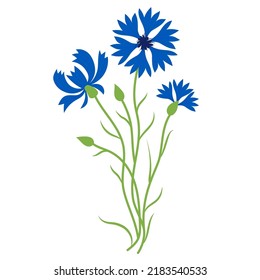 Bouquet of blue cornflowers. Beautiful flower with buds. Vector illustration. Blue wildflower for design and decor, prints, postcards, covers