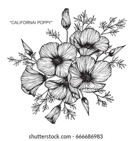 Bouquet Of California Poppy Flowers Drawing And Sketch With Line-art On White Backgrounds.