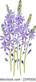 Bouquet of Camassia. Many bright purple flowers on the stem