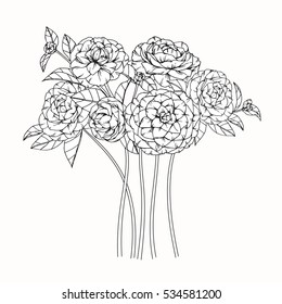 Bouquet of Camellia flower by hand drawing on white backgrounds. Vector illustration