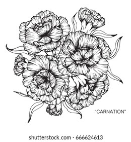 Bouquet Of Carnation Flowers Drawing And Sketch With Line-art On White Backgrounds.