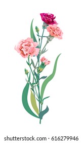 Bouquet of carnation schabaud, pink, red, scarlet flowers, green stem, leaves on white background, composition for Mother's Day, Victory day, digital draw, vintage illustration, vector
