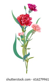 Bouquet of carnation schabaud, pink, red, scarlet flowers, green stem, leaves on white background, composition for Mother's Day, Victory day, digital draw, vintage illustration, vector