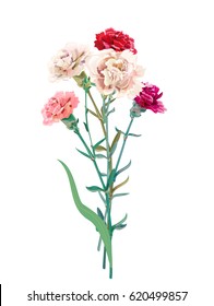 2,524 Chinese carnation Images, Stock Photos & Vectors | Shutterstock