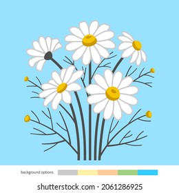 Bouquet of chamomile flowers flat vector illustration. Daisy flowers set