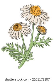 Bouquet of chamomile flowers. White daisy flowers. Vector illustration in line art style