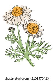 Bouquet of chamomile flowers. White daisy flowers. Vector illustration in line art style