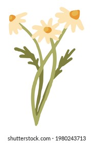Bouquet of chamomile. Hand drawn vector stock illustration. Colored cartoon doodle. Single botanical drawing isolated on white background. Element for design, print, sticker, card, decoration, wrap.