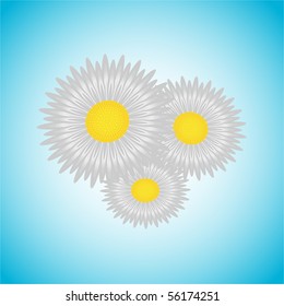 Bouquet of chamomiles on blue background, vector illustration