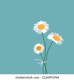Bouquet of chamomiles on the blue. Three daisies tied with a ribbon. Card, print or poster.  Vector illustration.