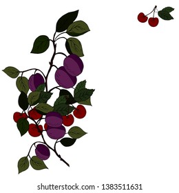Bouquet of cherries, plums. Vector illustration.