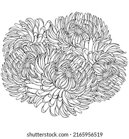 Bouquet of chrysanthemum flowers. Vector illustrations in hand drawn sketch doodle style. Line art plants isolated on white. Close up flower composition. Element for coloring book, design, print.