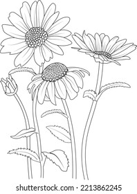 bouquet of chrysanthemums, daisy Black and white engraved ink art coloring book.