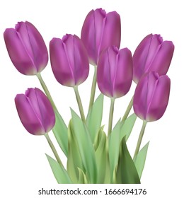 Bouquet of colorful Tulips flowers, isolated on white background. Fresh spring illustration