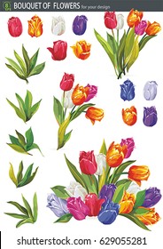 Bouquet of colorful Tulips flowers, isolated on white background. Fresh spring illustration