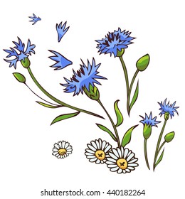 Bouquet of cornflowers and daisies vector