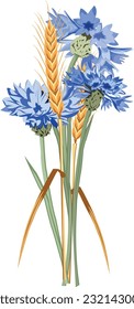 Bouquet of cornflowers and wheat ears. Vector illustration.