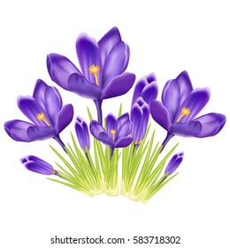 Bouquet of crocus on a white background.