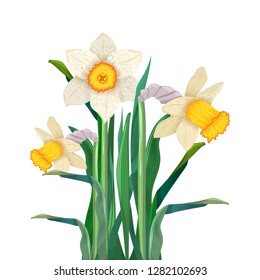 Bouquet of cute daffodils. Early spring flowers. Bright blossom. Blooming narcissuses. Cute colored cartoon image. Vector illustration