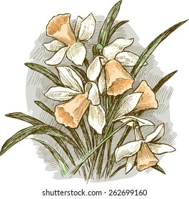 bouquet of daffodils