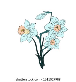 Bouquet of daffodils. Delicate blue. Vector illustration.