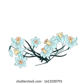 Bouquet of daffodils. Delicate blue. Vector illustration.