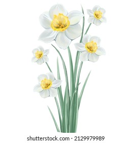 bouquet of daffodils flowers in glass vase illustration, isolated vector on white background