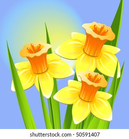 Bouquet of daffodils on a blue background. Vector illustration.