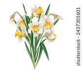 Bouquet of daffodils on an isolated background. Illustration of spring flowers. Decor for Easter