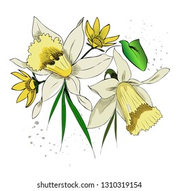 Bouquet of daffodils on a white background