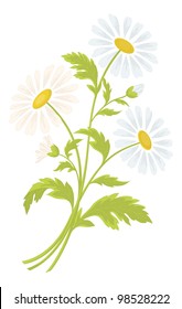 Bouquet of daisies flowers isolated on a white background. Vector illustration